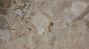 AGGLO BRECCIA AURORA